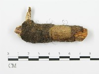 藏品(射脈菌屬)的圖片