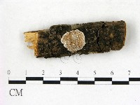 藏品(膠孔菌屬)的圖片