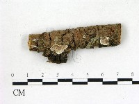 藏品(膠孔菌屬)的圖片