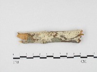 藏品(冇骨消絲齒菌)的圖片