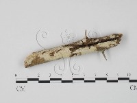 藏品(齒耳菌屬)的圖片