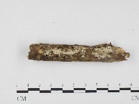 藏品(冇骨消絲齒菌)的圖片