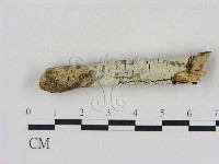 藏品(絲齒菌屬)的圖片