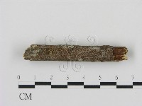 藏品(剛毛絲皮菌)的圖片