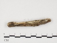 藏品(冇骨消絲齒菌)的圖片