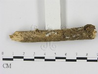 藏品(剛毛絲皮菌)的圖片