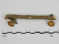 藏品(小孔菌屬)的圖片