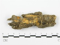 藏品(射脈菌屬)的圖片