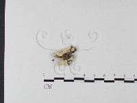 藏品()的圖片
