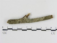 藏品(刺革菌屬)的圖片