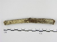藏品(剛毛絲皮菌)的圖片