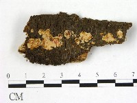 藏品(刺皮菌屬)的圖片