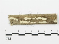 藏品(射脈菌屬)的圖片