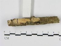 藏品(絲皮菌屬)的圖片