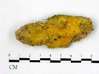 藏品(顯絲菌屬)的圖片