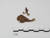 藏品(革菌屬)的圖片