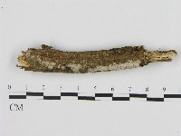 藏品(絲皮菌屬)的圖片