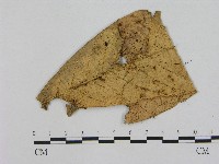 藏品(小皮傘屬)的圖片