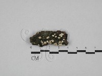 藏品(盤革菌屬)的圖片