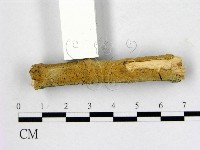 藏品(顯絲菌屬)的圖片