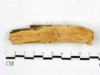 藏品(顯絲菌屬)的圖片