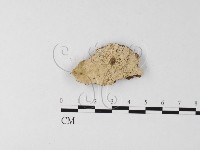 藏品(剛毛絲皮菌)的圖片