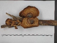 藏品(相鄰小孔菌)的圖片