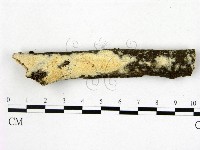 藏品(顯絲菌屬)的圖片