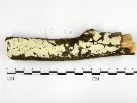 藏品(燈籠囊擬射脈菌)的圖片