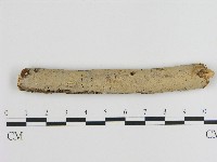 藏品(刺皮菌屬)的圖片