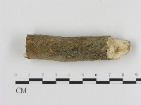 藏品(刺革菌屬)的圖片