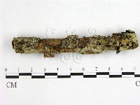 藏品(花耳屬)的圖片