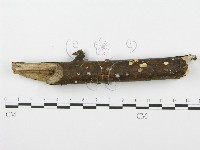 藏品(裂褶菌)的圖片