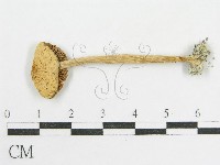 藏品(變色糞傘)的圖片