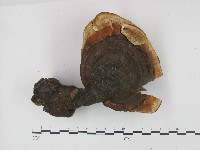 藏品(靈芝屬)的圖片