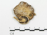 藏品(傘菌屬)的圖片