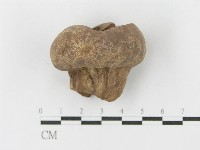 藏品(紫色禿馬勃)的圖片