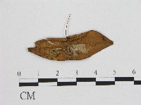 藏品(小皮傘屬)的圖片