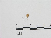 藏品(小皮傘屬)的圖片