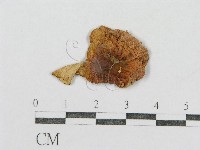 藏品(紅菇屬)的圖片