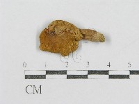 藏品(紅菇屬)的圖片