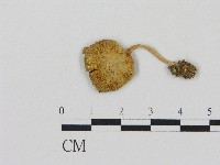 藏品(微皮傘屬)的圖片