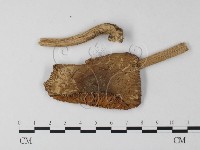 藏品(鵝膏屬)的圖片