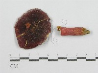 藏品(紅菇屬)的圖片