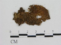 藏品(小菇屬)的圖片