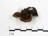 藏品(毛木耳)的圖片