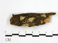 藏品(花耳屬)的圖片