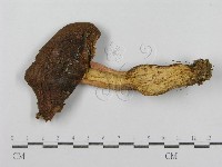 藏品(紅菇屬)的圖片