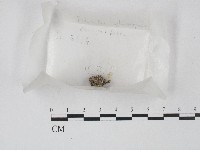 藏品()的圖片