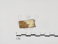 藏品(冇骨消絲齒菌)的圖片